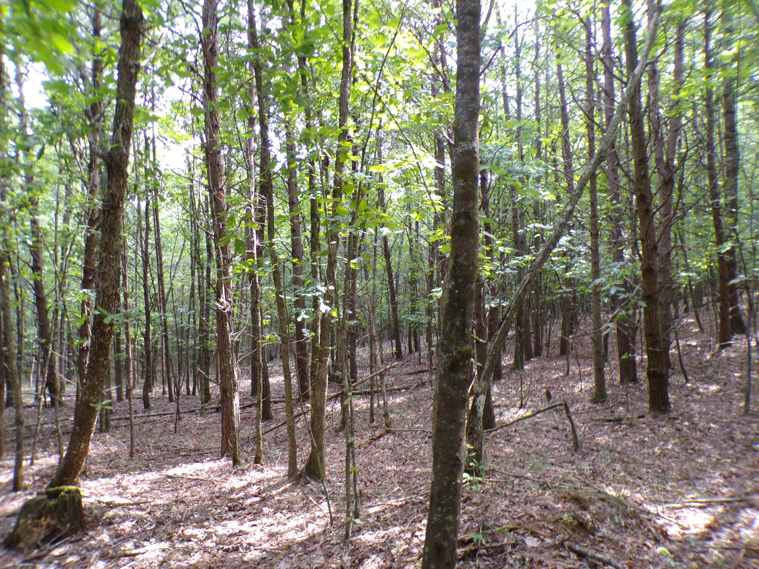 0 Goforth Road, Unit 5/6 Spencer, TN 38585 - Photo 34 of 56 100_0390