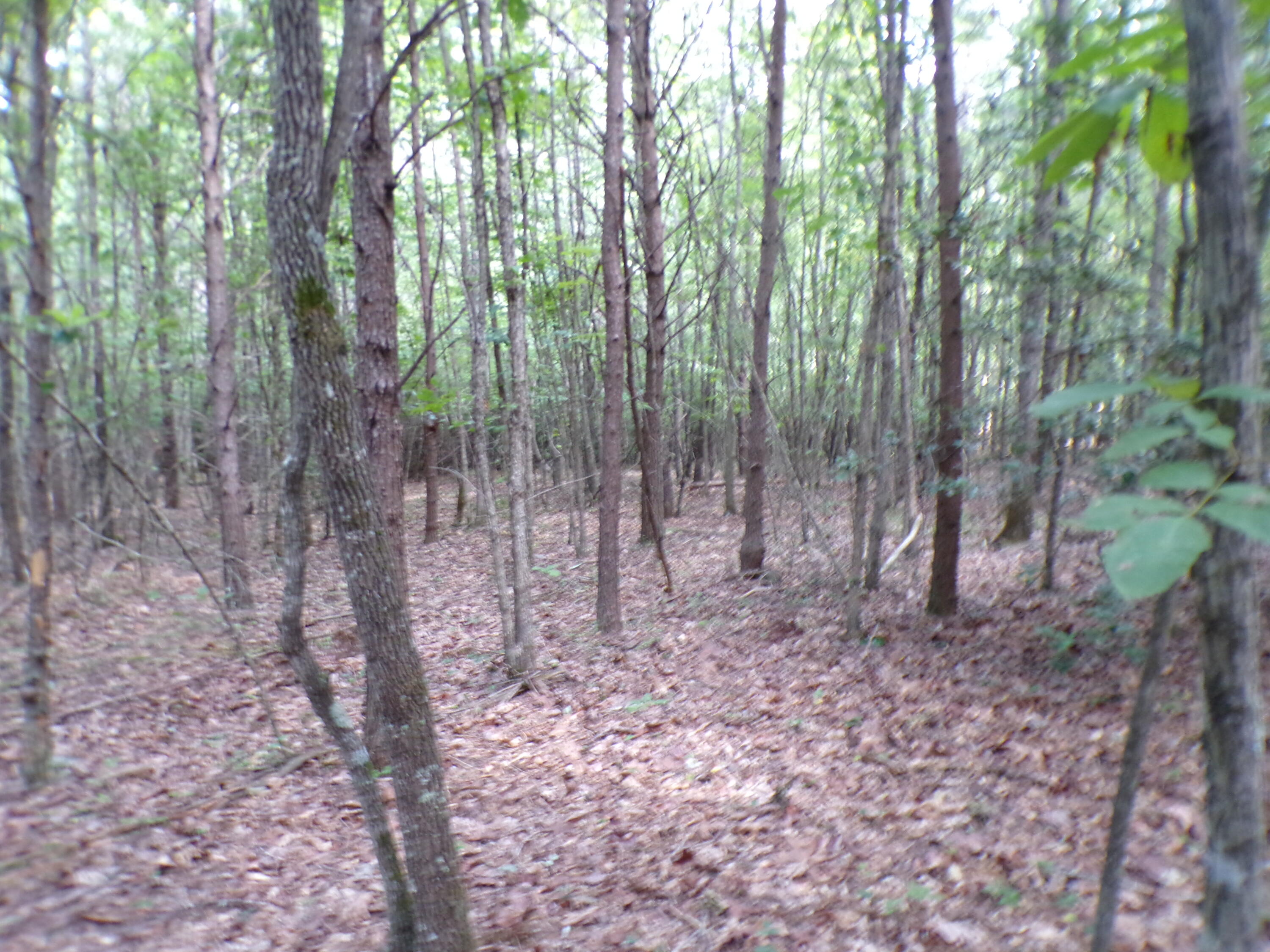 0 Goforth Road, Unit 5/6 Spencer, TN 38585 - Photo 40 of 56 100_0396