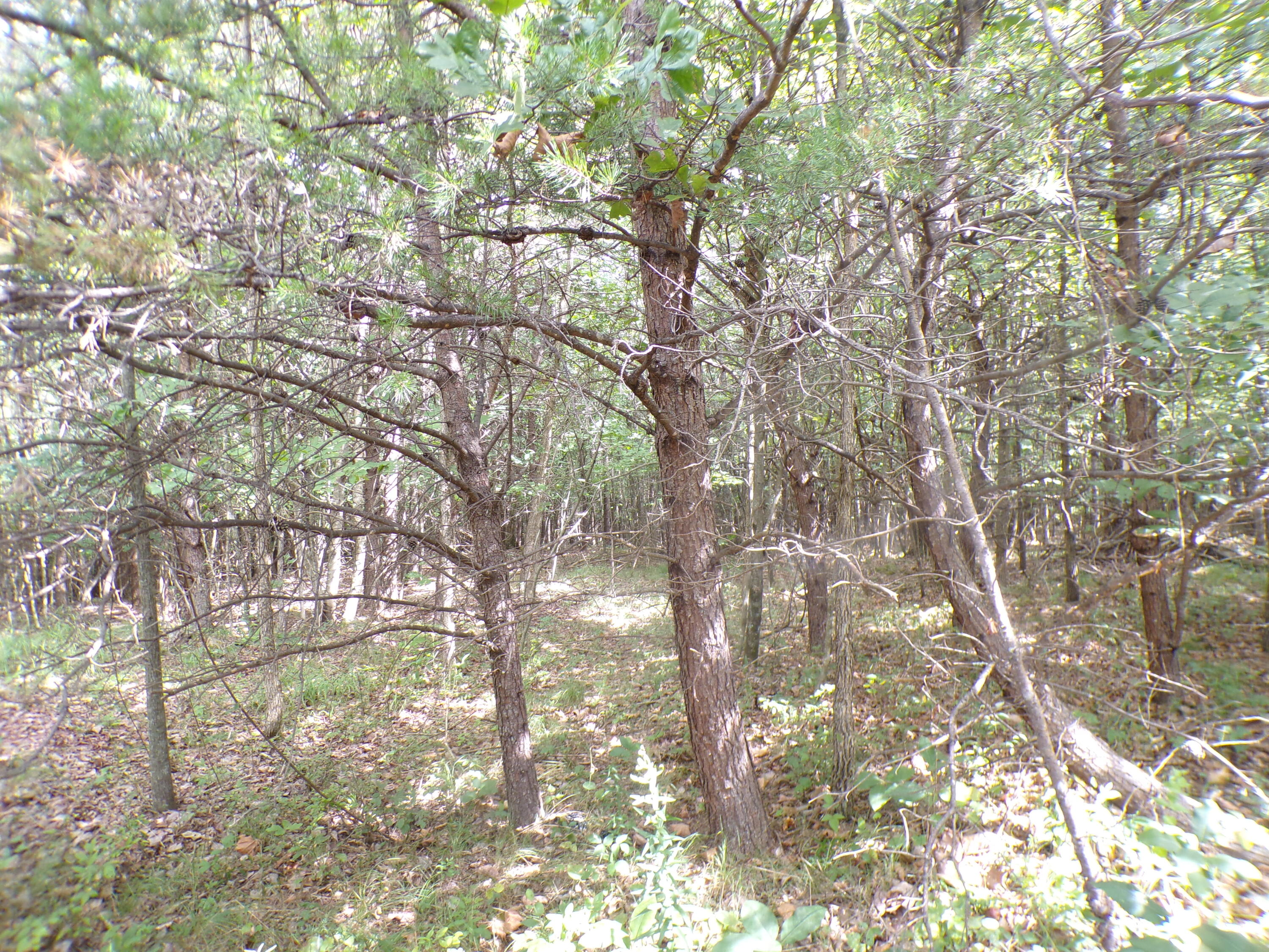 0 Goforth Road, Unit 5/6 Spencer, TN 38585 - Photo 4 of 56 100_0360