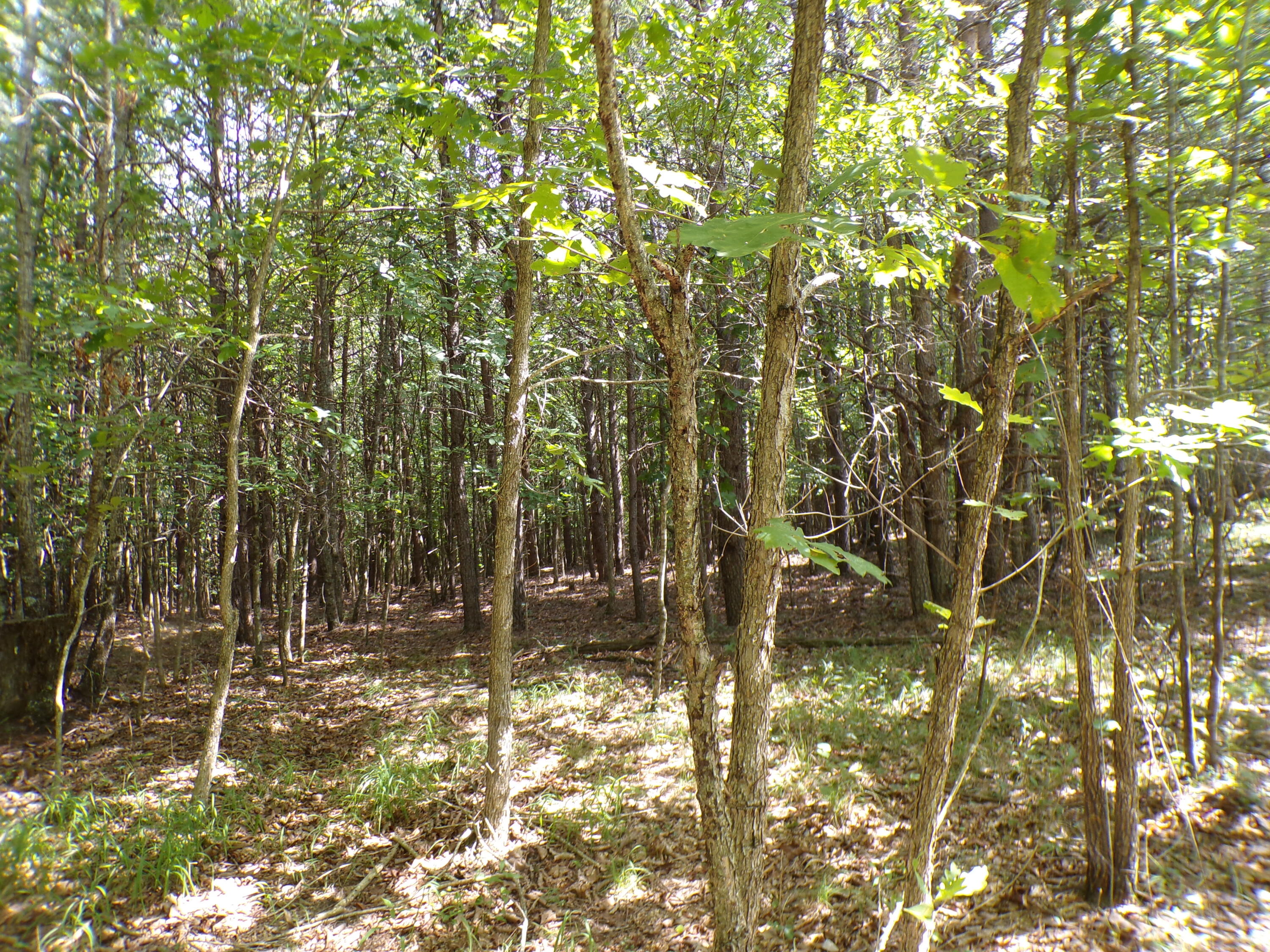 0 Goforth Road, Unit 5/6 Spencer, TN 38585 - Photo 54 of 56 100_0411