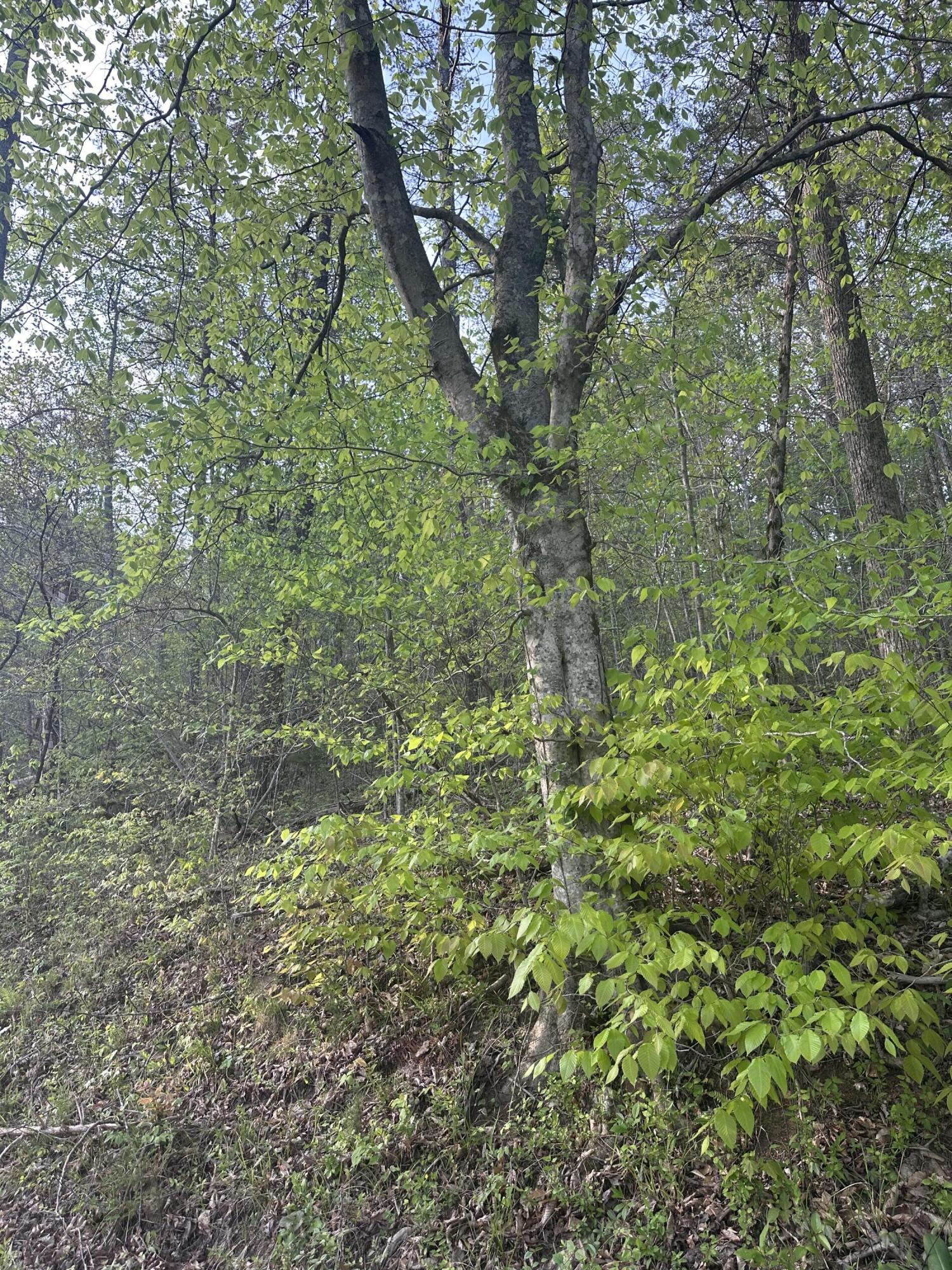 0 Lower River Road Livingston, KY 40445 - Photo 2 of 2 IMG_6523