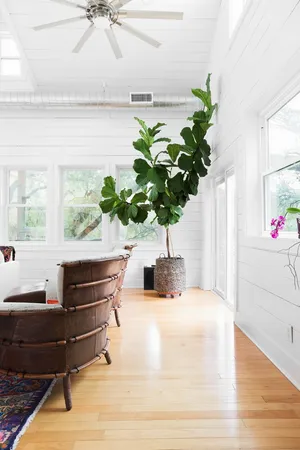 a living room with furniture and a potted plant