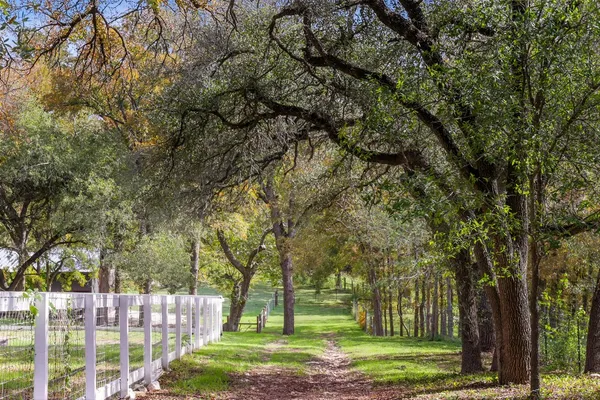 a view of a yard with large trees