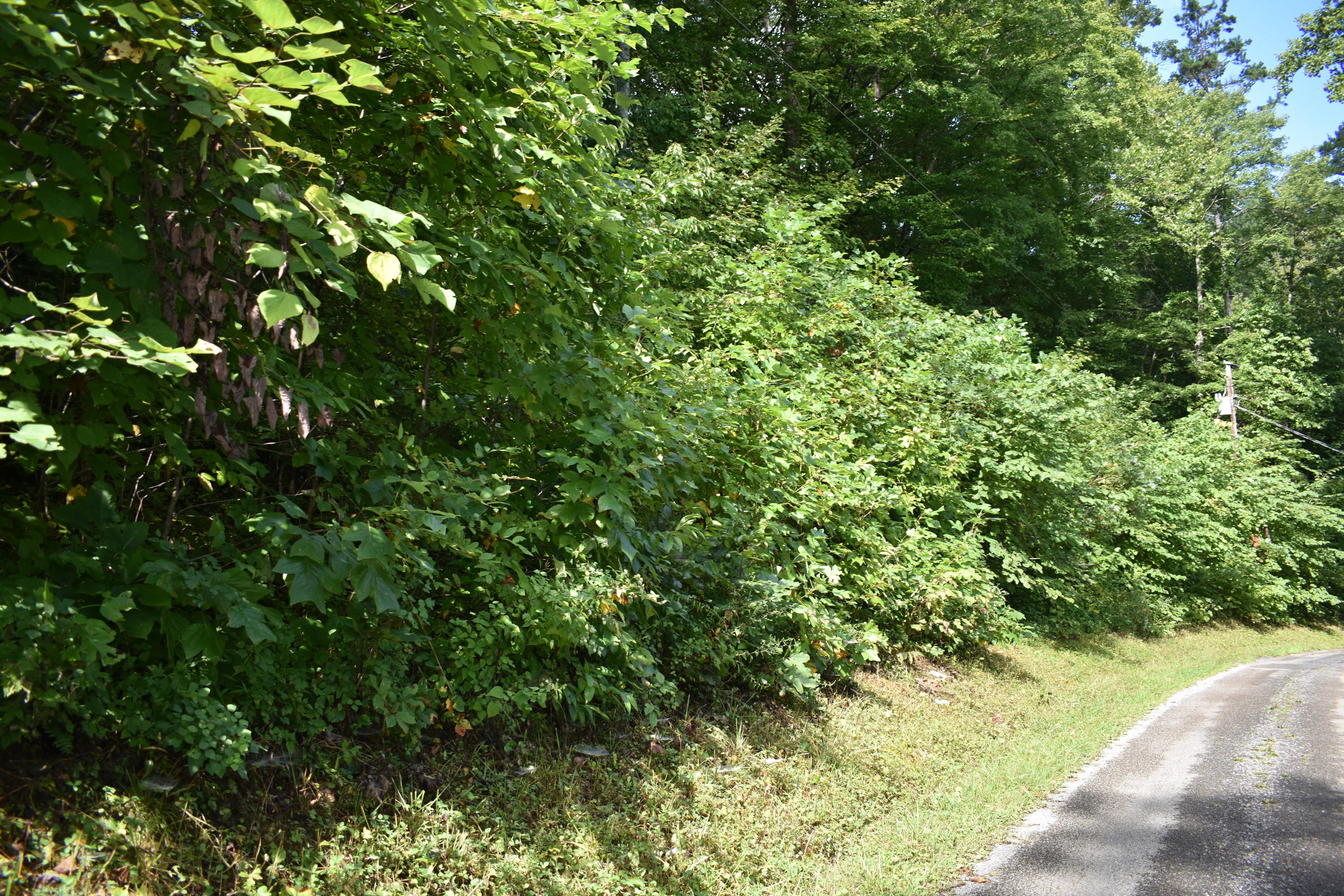 245 Blue Ridge Road Speedwell, TN 37870 - Photo 16 of 28 DSC_0026