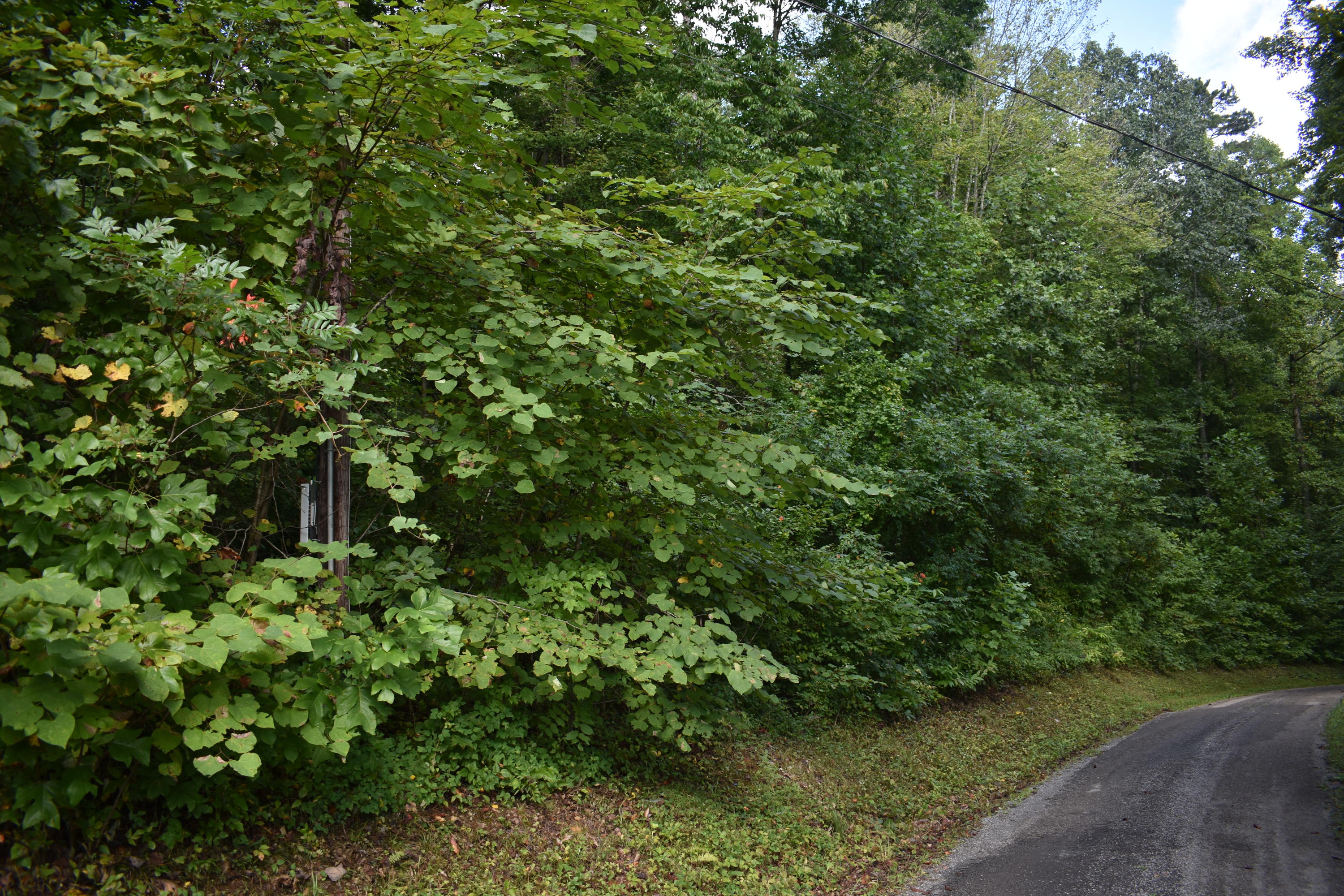 245 Blue Ridge Road Speedwell, TN 37870 - Photo 17 of 28 DSC_0028