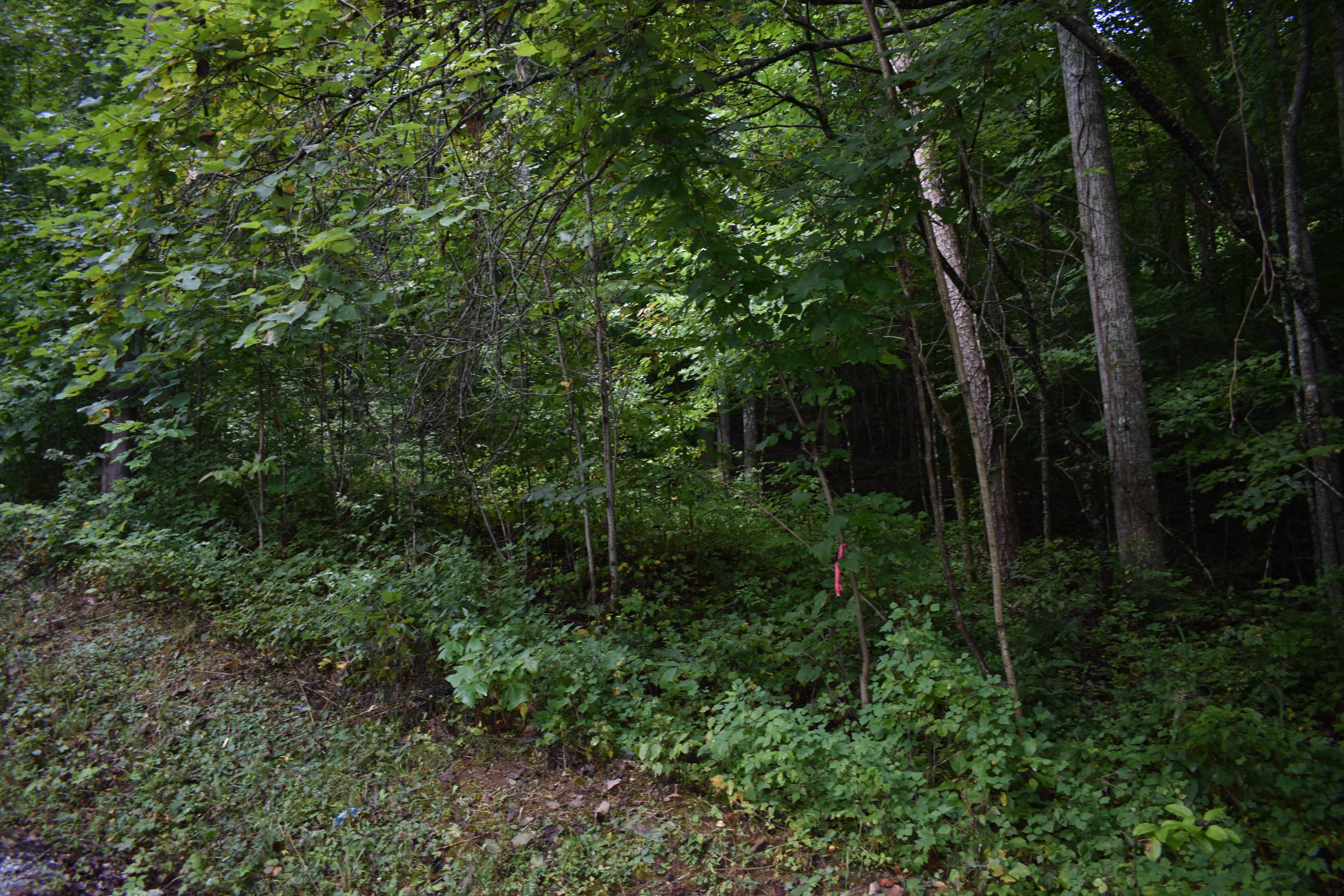 245 Blue Ridge Road Speedwell, TN 37870 - Photo 18 of 28 DSC_0029