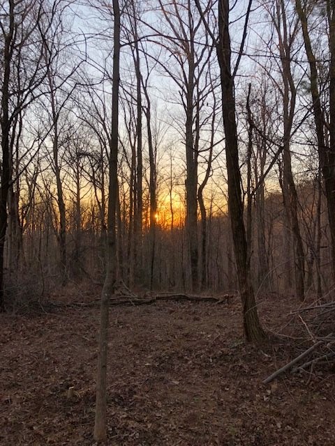 73 Needle Cragg Road Landrum, SC 29356 - Photo 15 of 18