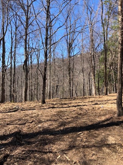 73 Needle Cragg Road Landrum, SC 29356 - Photo 6 of 18