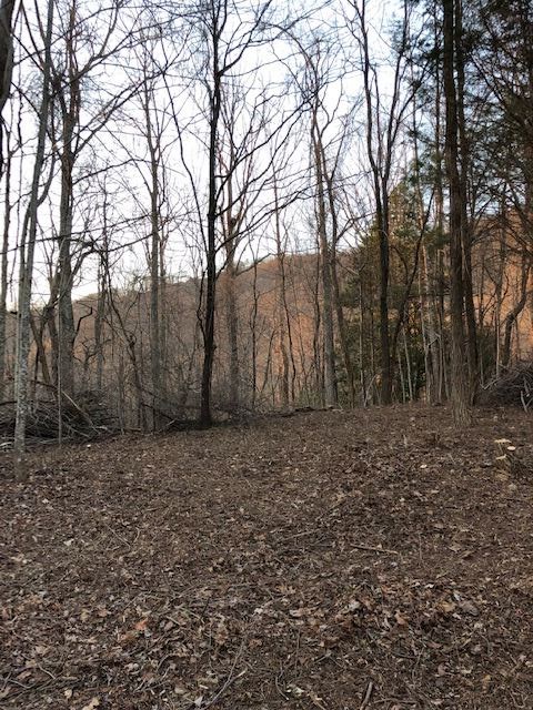 73 Needle Cragg Road Landrum, SC 29356 - Photo 7 of 18