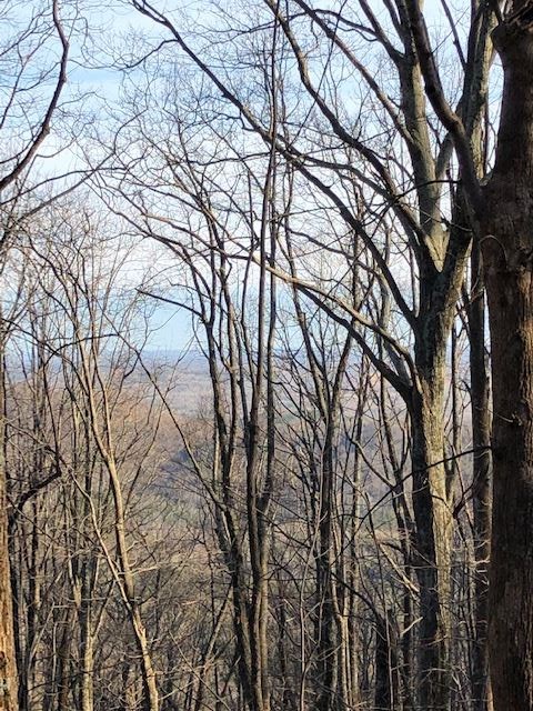 73 Needle Cragg Road Landrum, SC 29356 - Photo 8 of 18