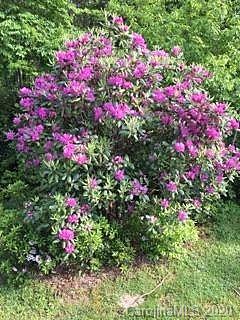 1797 Old Jonas Ridge Road Newland, NC 28657 - Photo 22 of 35 Gallery Image 22