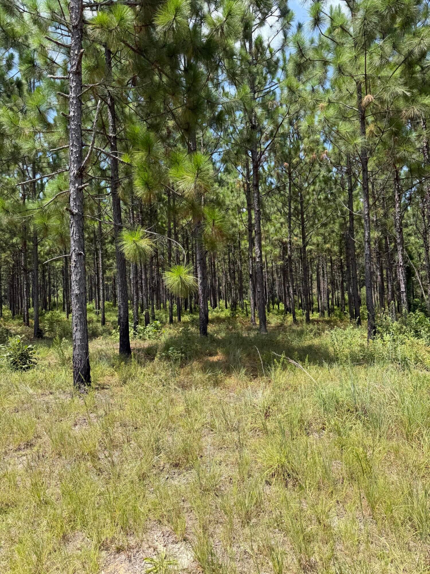 4 Miller Farm Road Lumberton, MS 39455 - Photo 2 of 9 Gallery Image 2