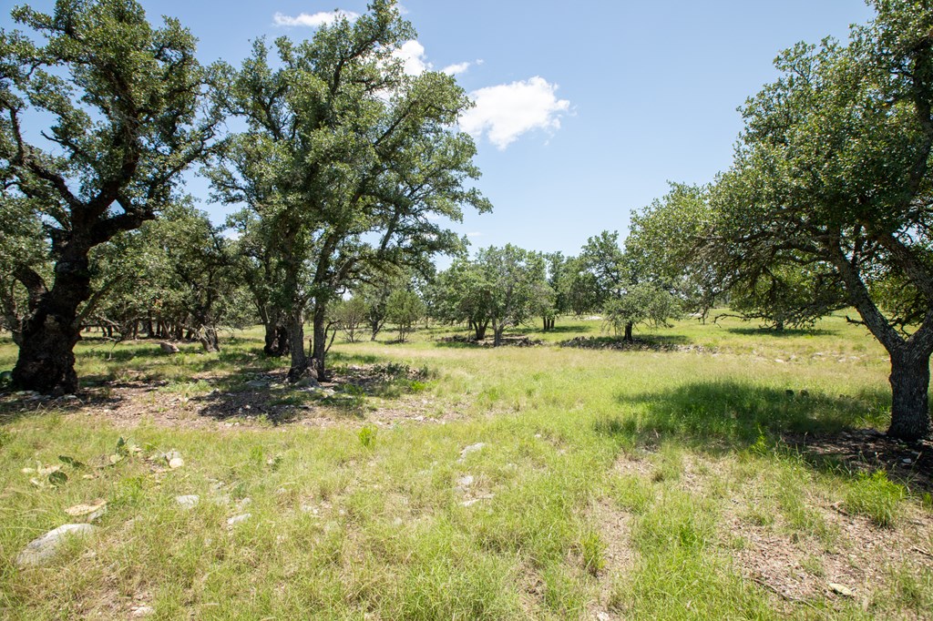 8812 Old Harper Road Fredericksburg, TX 78624 - Photo 11 of 14 a view of yard with trees