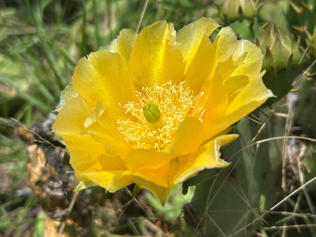 8812 Old Harper Road Fredericksburg, TX 78624 - Photo 5 of 14 a view of a swimming pool