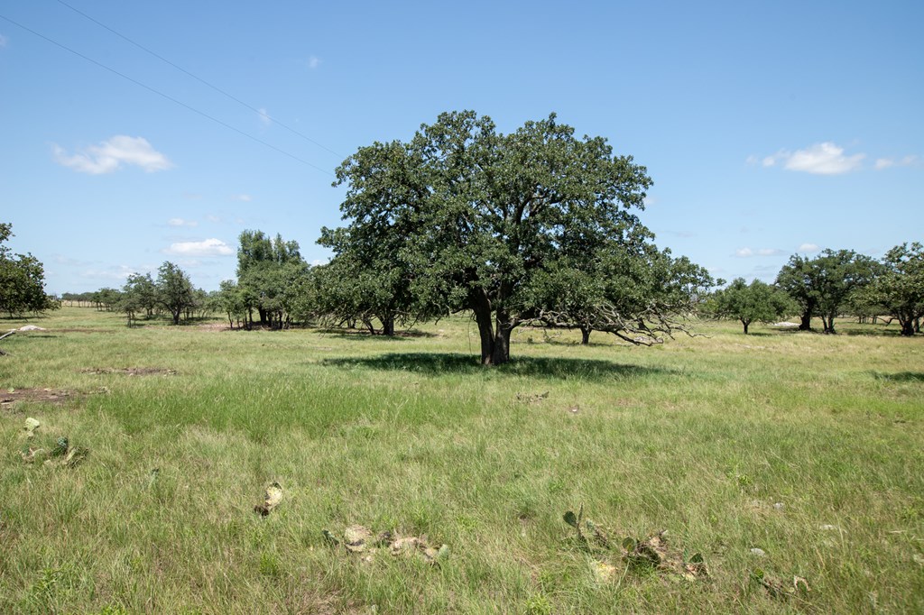 8812 Old Harper Road Fredericksburg, TX 78624 - Photo 8 of 14 a view of backyard with green space