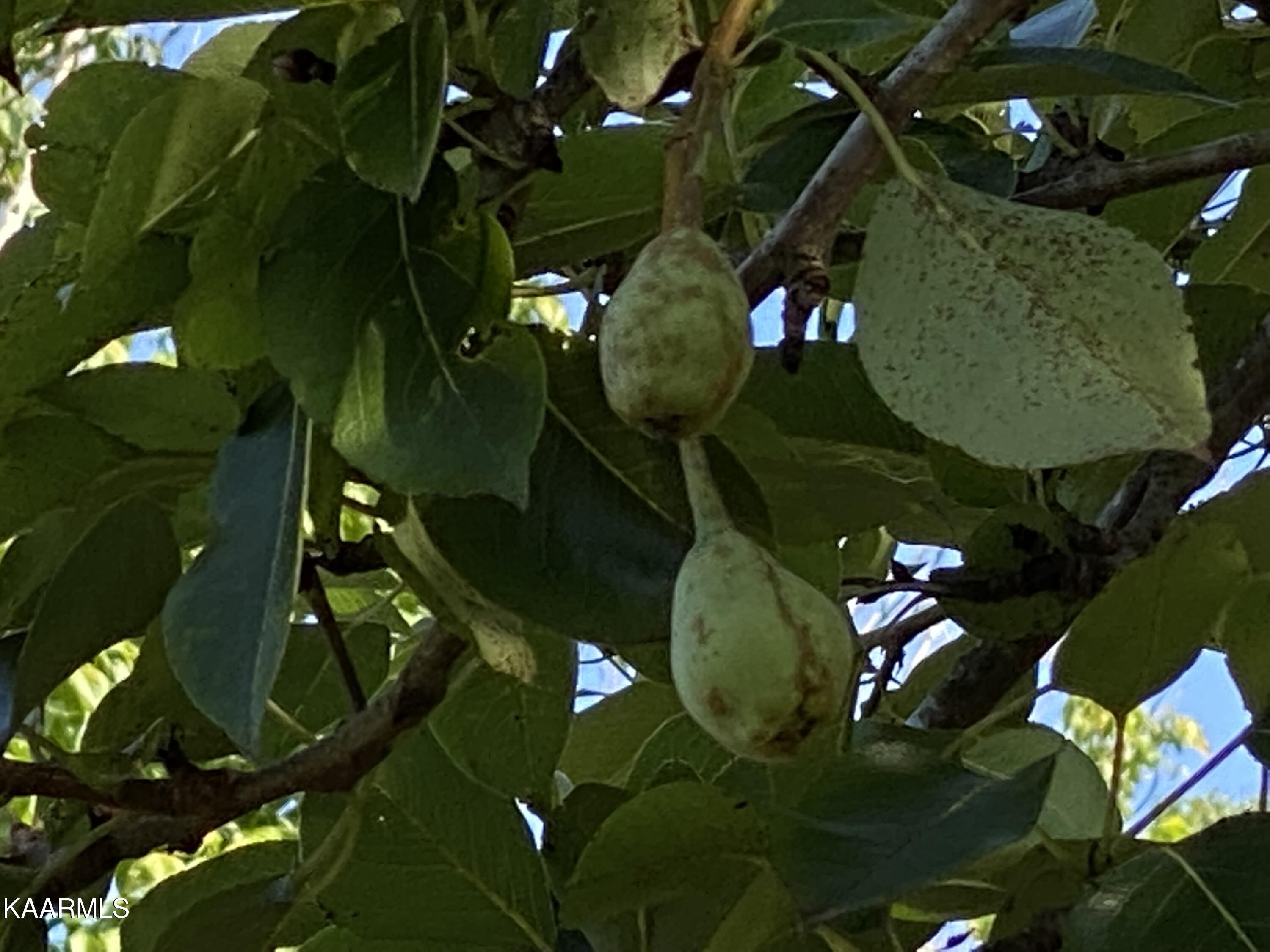 7247 Mulberry Gap Road Tazewell, TN 37879 - Photo 23 of 58 pear tree