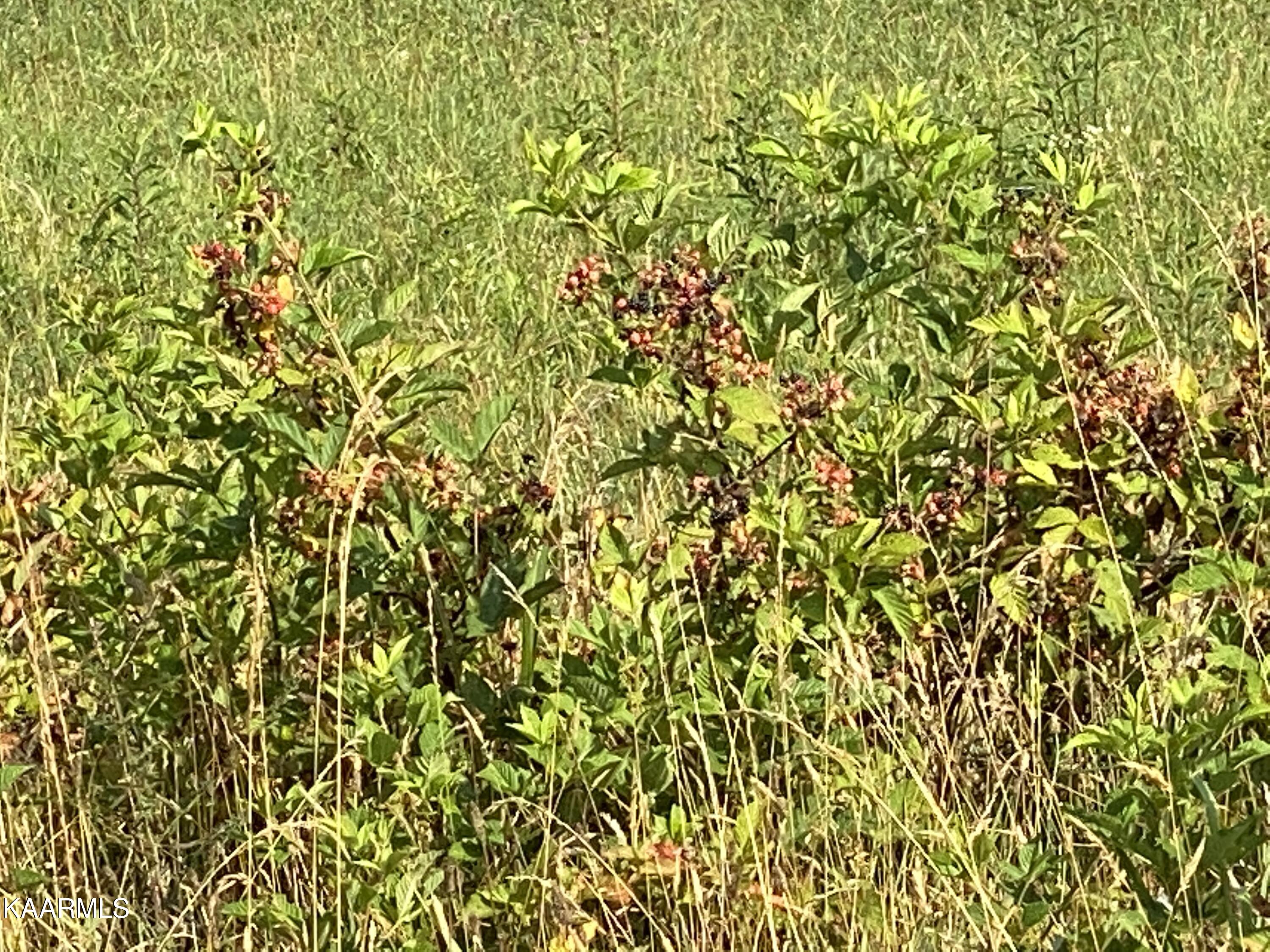 7247 Mulberry Gap Road Tazewell, TN 37879 - Photo 33 of 58 blackberry's on farm