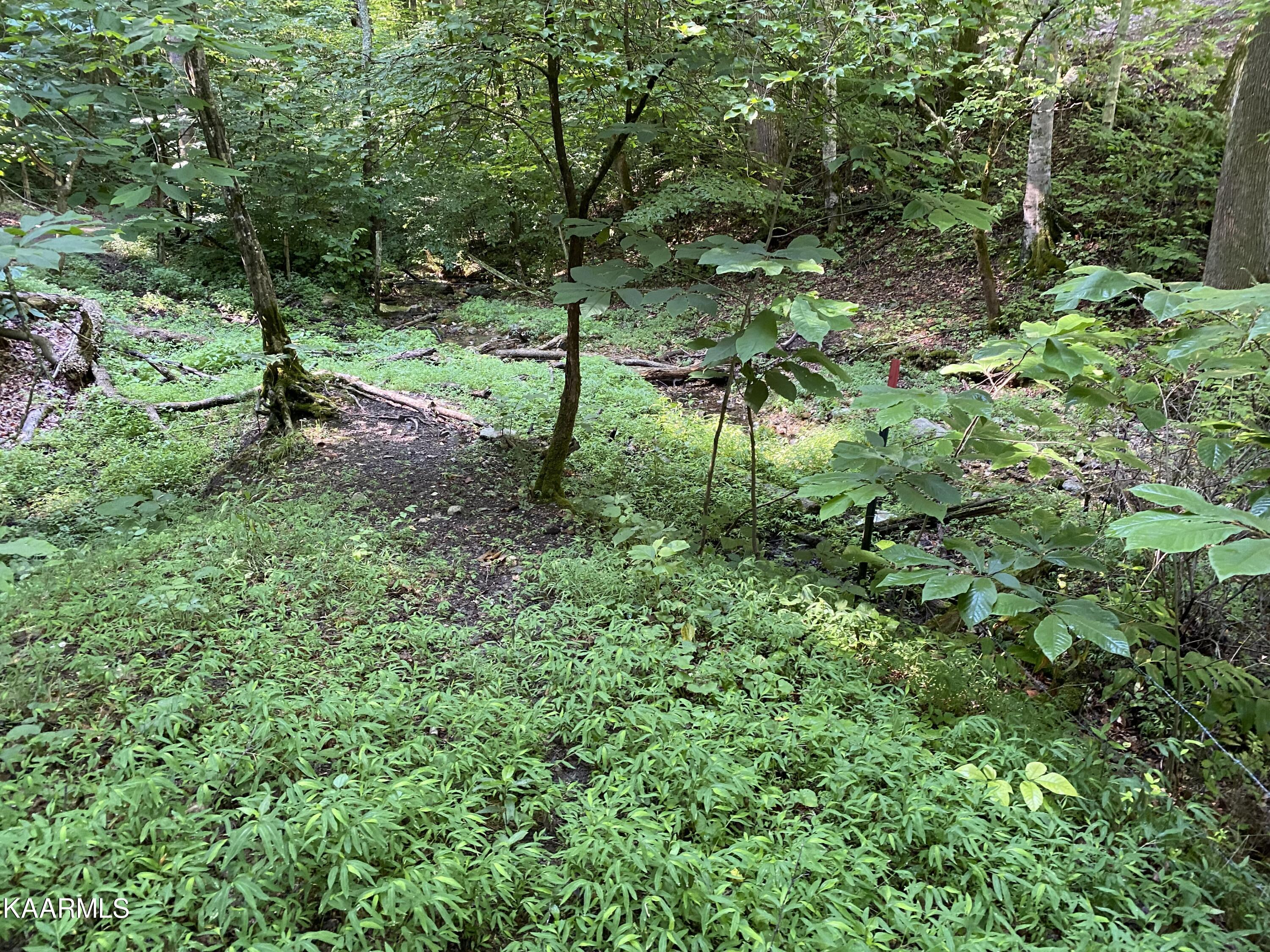 7247 Mulberry Gap Road Tazewell, TN 37879 - Photo 45 of 58 IMG-9255