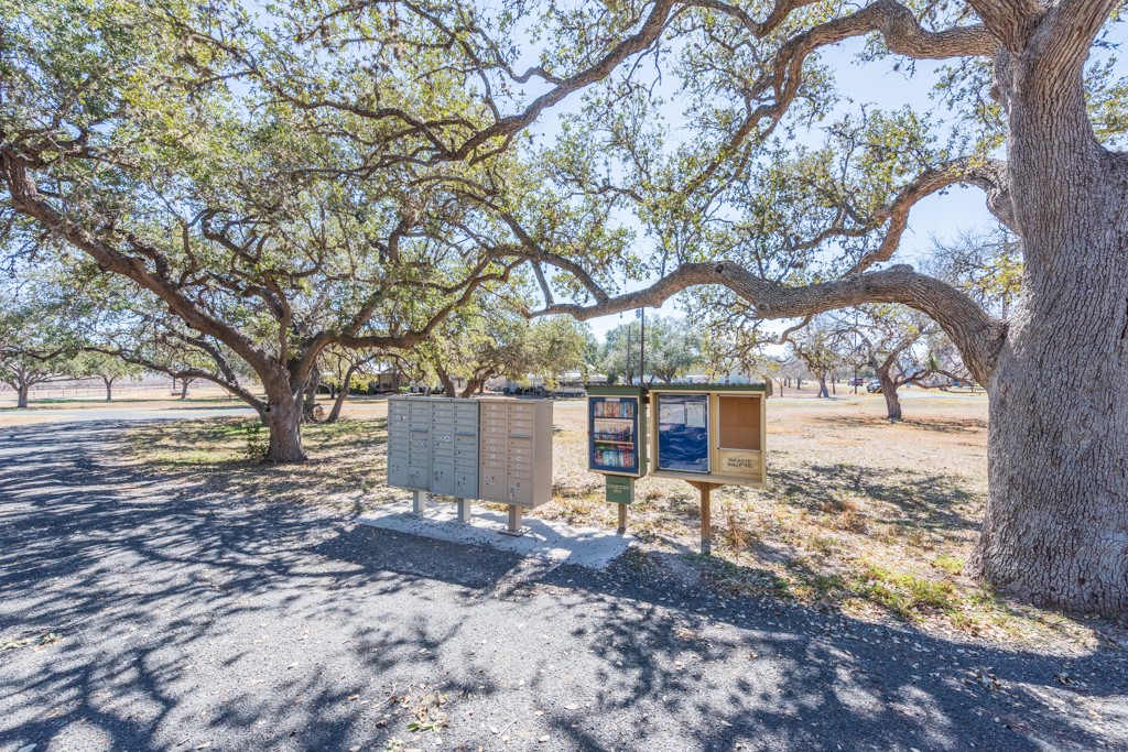 167 Buckeye Knoll Road George West, TX 78022 - Photo 37 of 40 a view of a yard with plants and a large tree