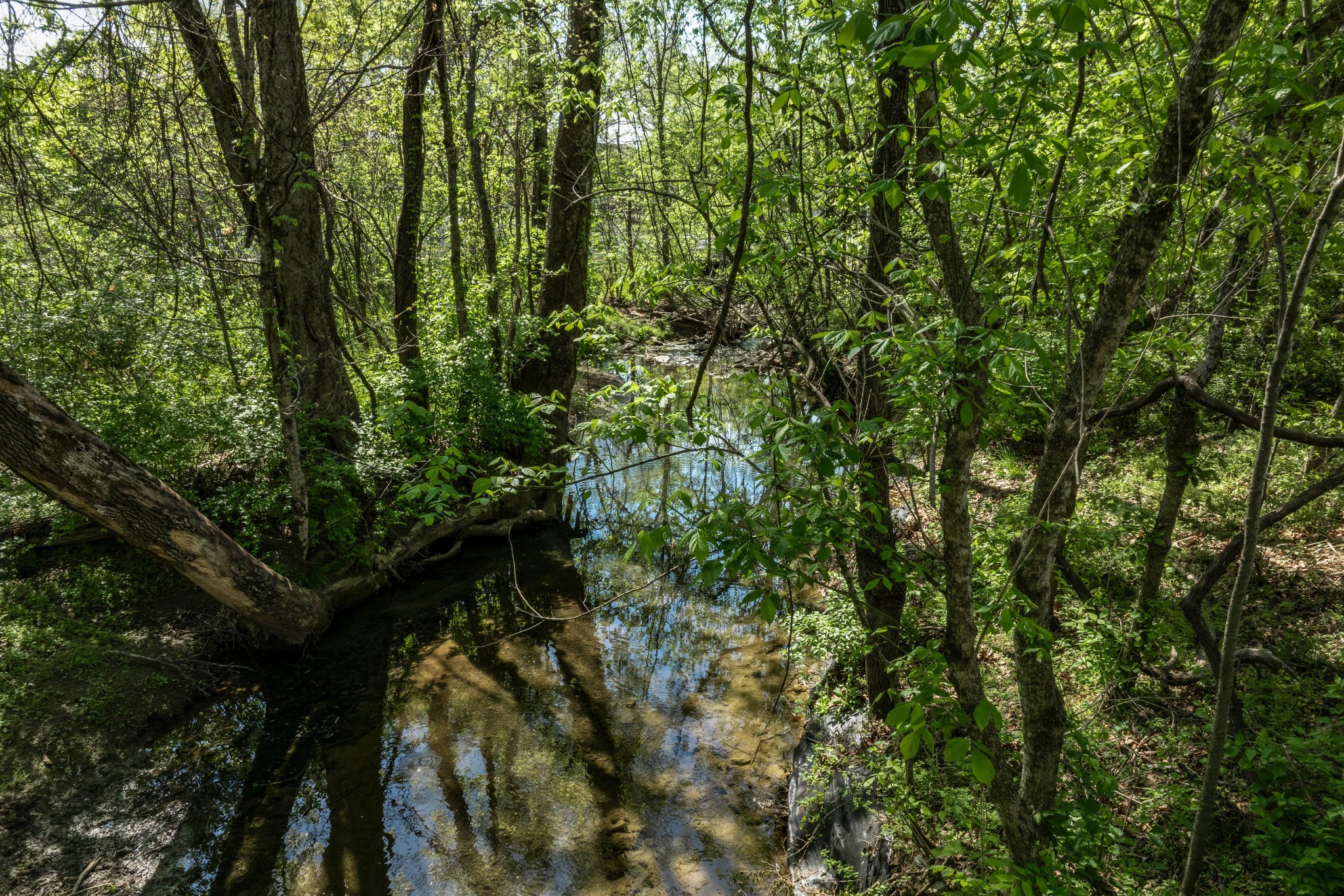2102 Burgess Lane Spring Hill, TN 37174 - Photo 36 of 45 a plant of lots of trees