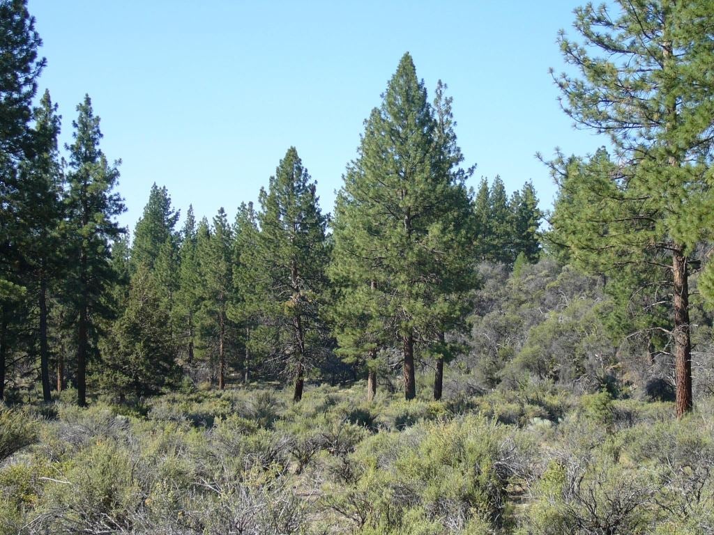 20 Acres Off Technor Robison Road Macdoel, CA 96058 - Photo 14 of 23 Gallery Image 14