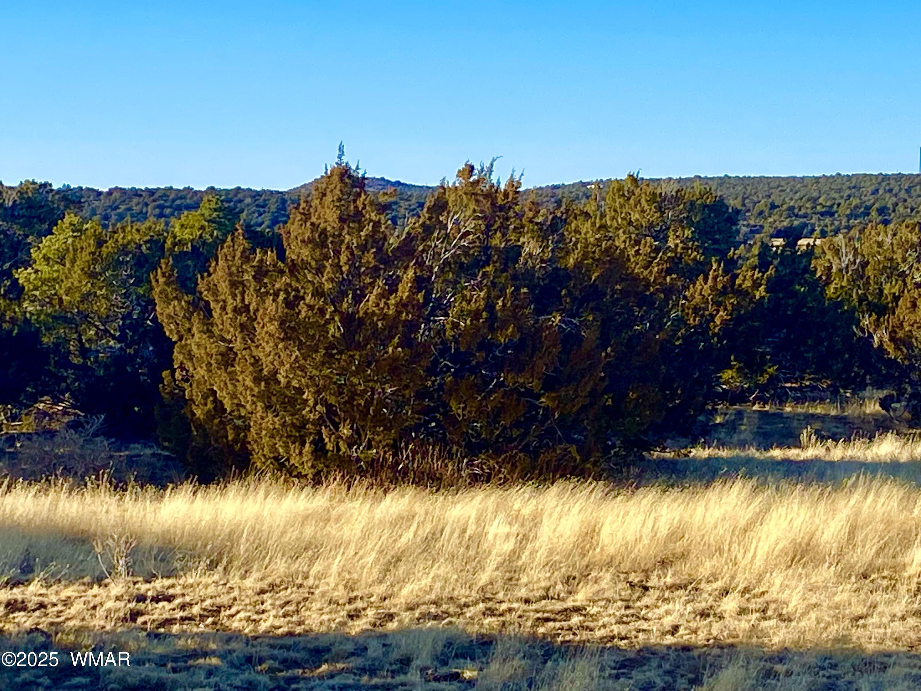 9 Co Road Concho, AZ 85924 - Photo 8 of 26 IMG_8505