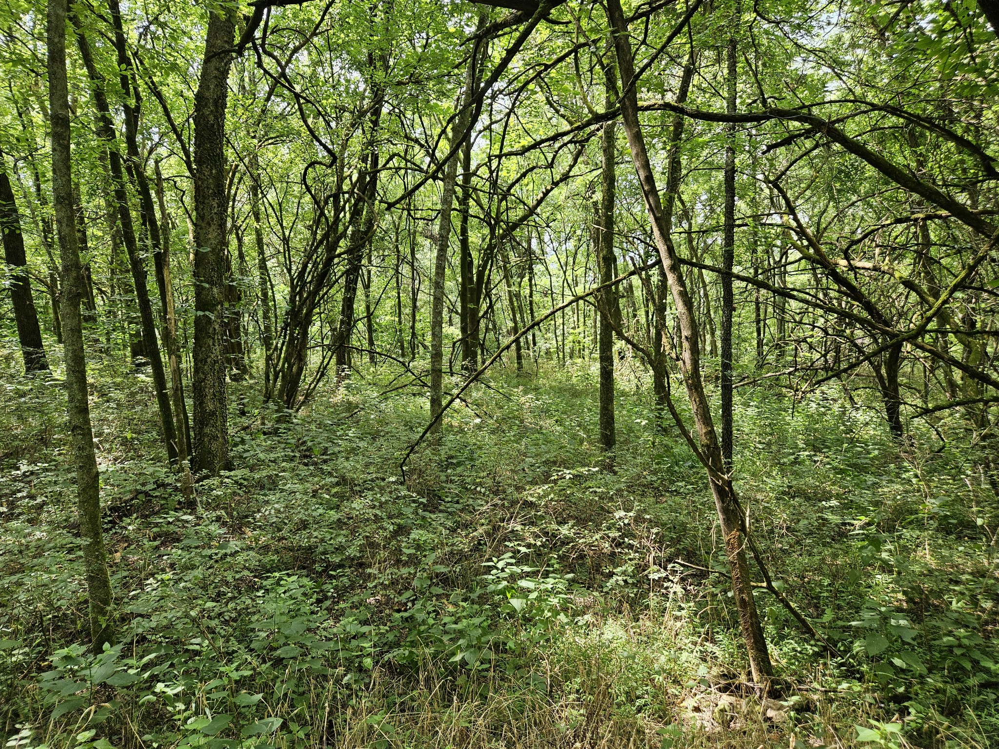 0 Ward Hollow Road Watertown, TN 37184 - Photo 29 of 30 Gallery Image 29