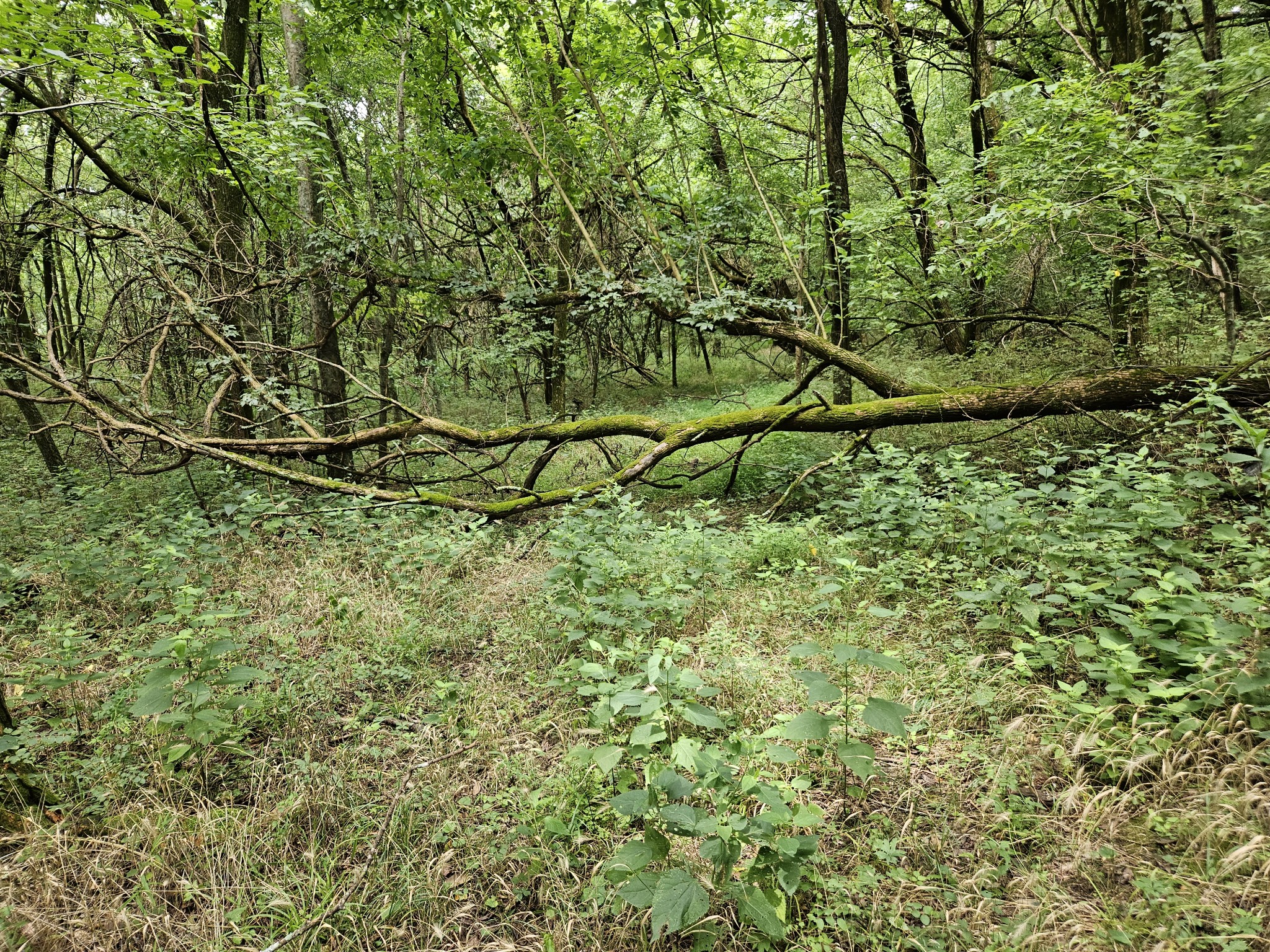 0 Ward Hollow Road Watertown, TN 37184 - Photo 30 of 30 Gallery Image 30
