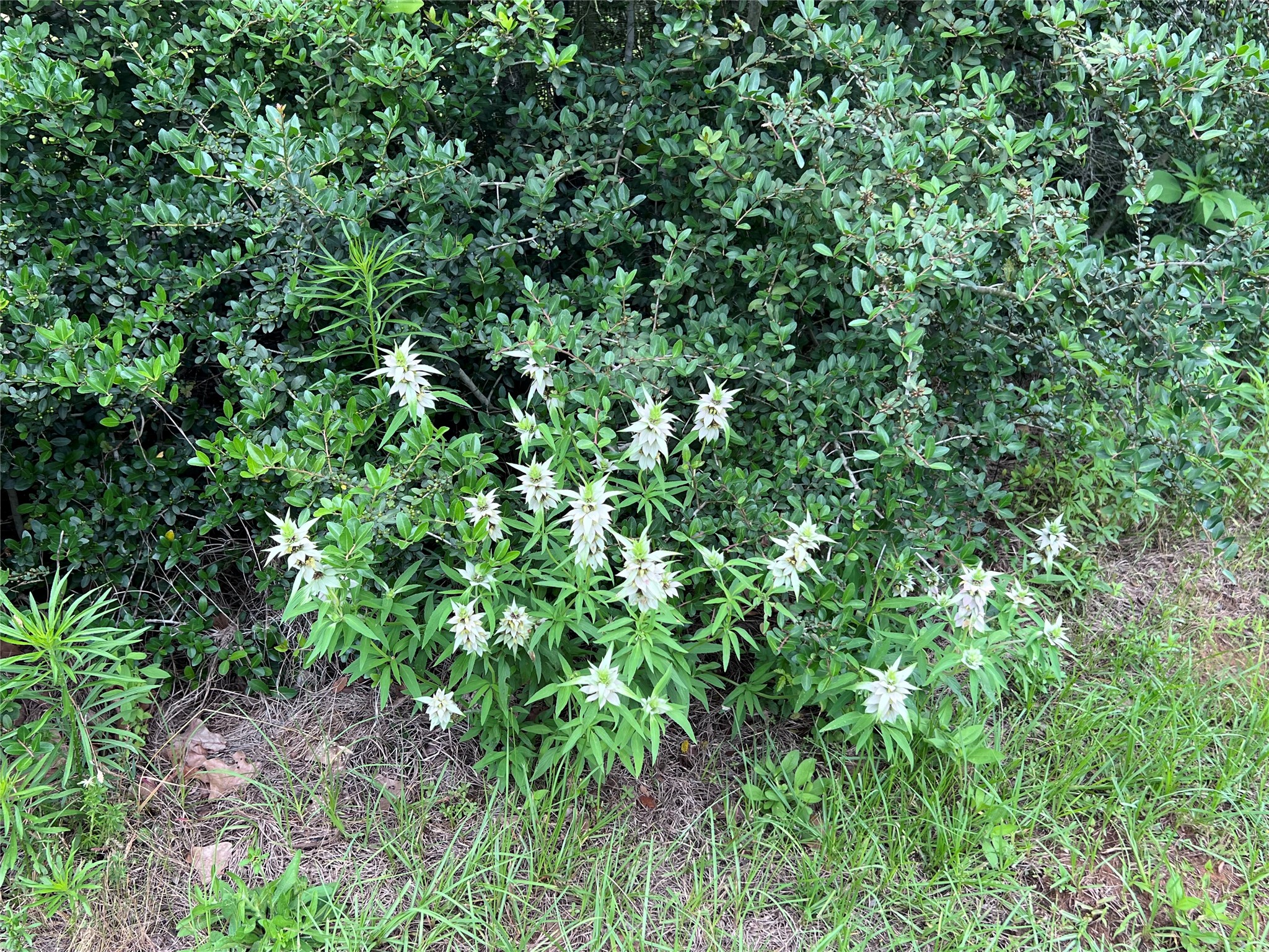 160 Rosanky Cattle Company Road, Unit R Smithville, TX 78957 - Photo 15 of 19 a view of a lush green forest