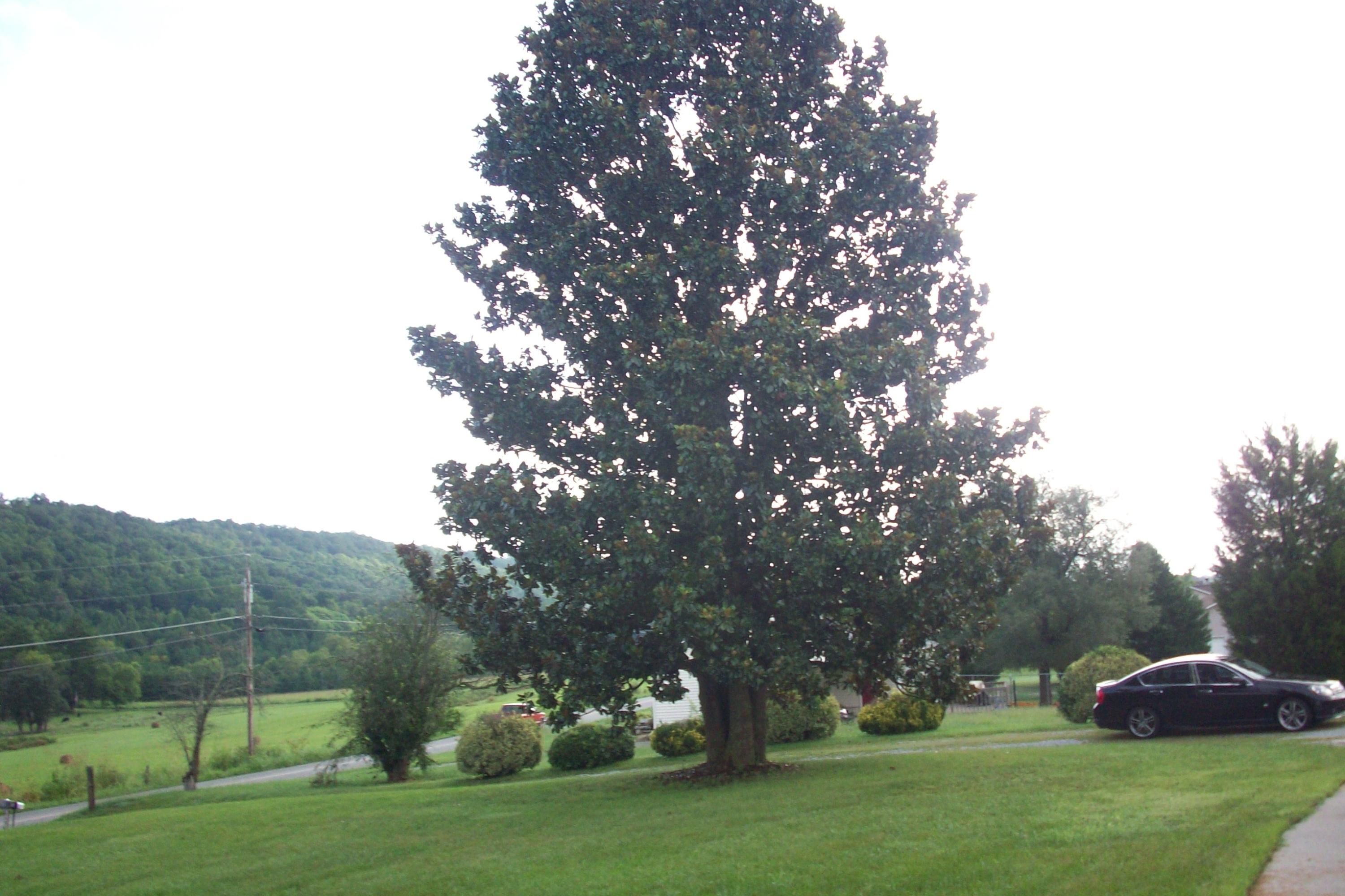 Front yard