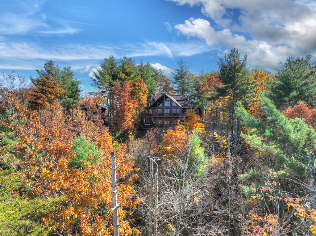 136 Oasis Drive Blue Ridge, GA 30513 - Photo 47 of 47 a view of a tree with a yard