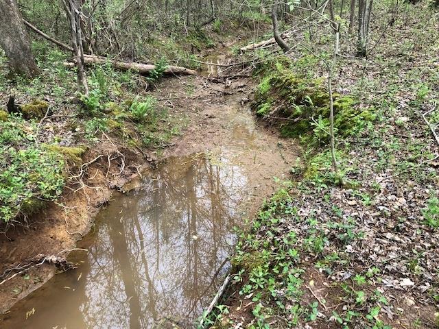 900 Grove Road Morrison, TN 37357 - Photo 3 of 8 a view of a forest with a tree