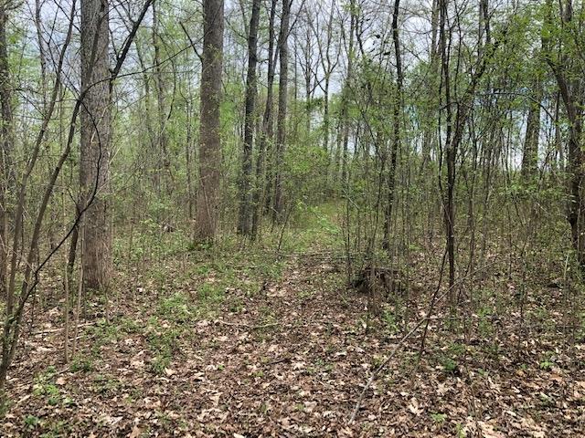 900 Grove Road Morrison, TN 37357 - Photo 8 of 8 a view of a forest with trees in the background