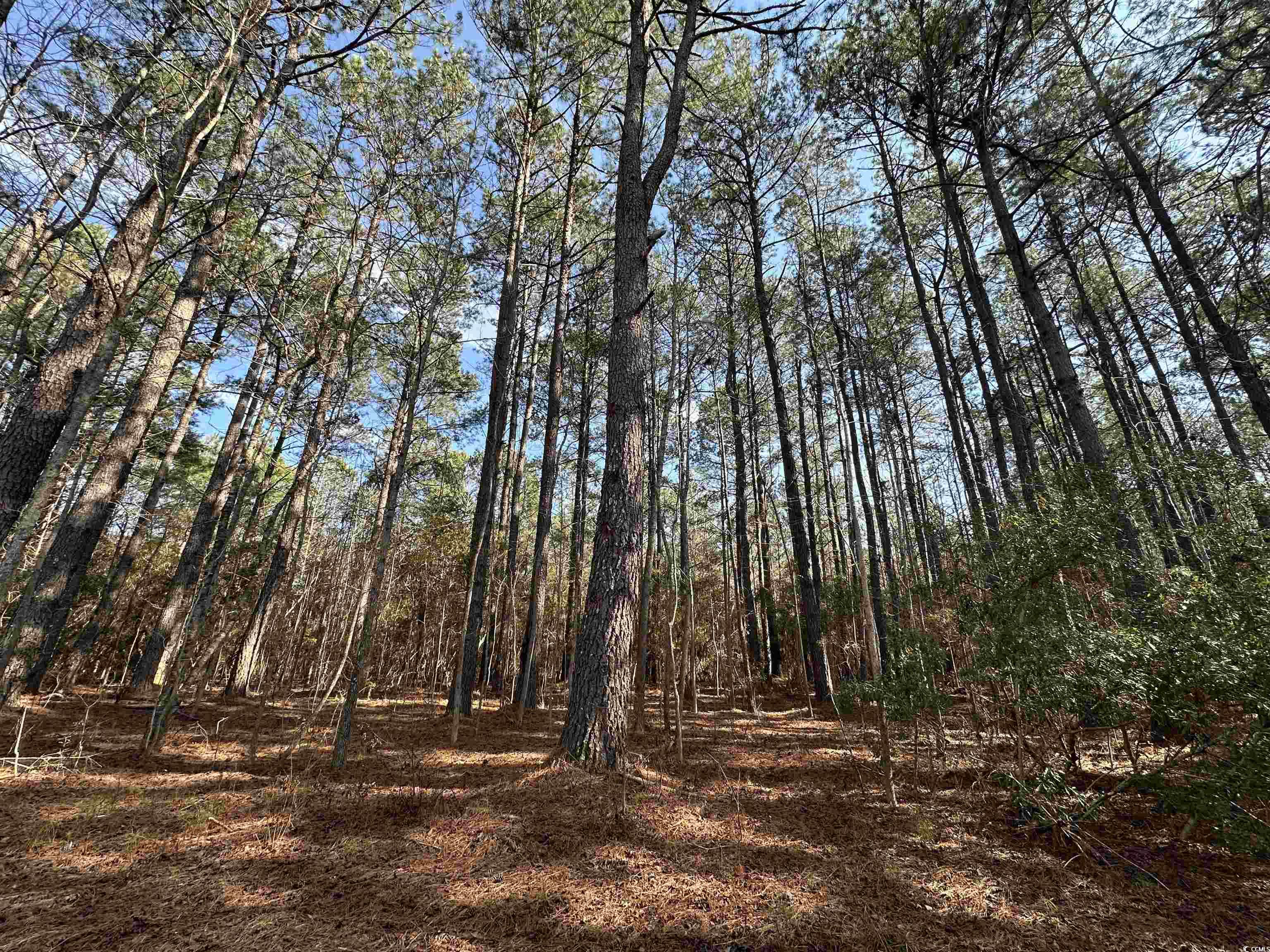 Tbd Union Church Road Salters, SC 29590 - Photo 9 of 17