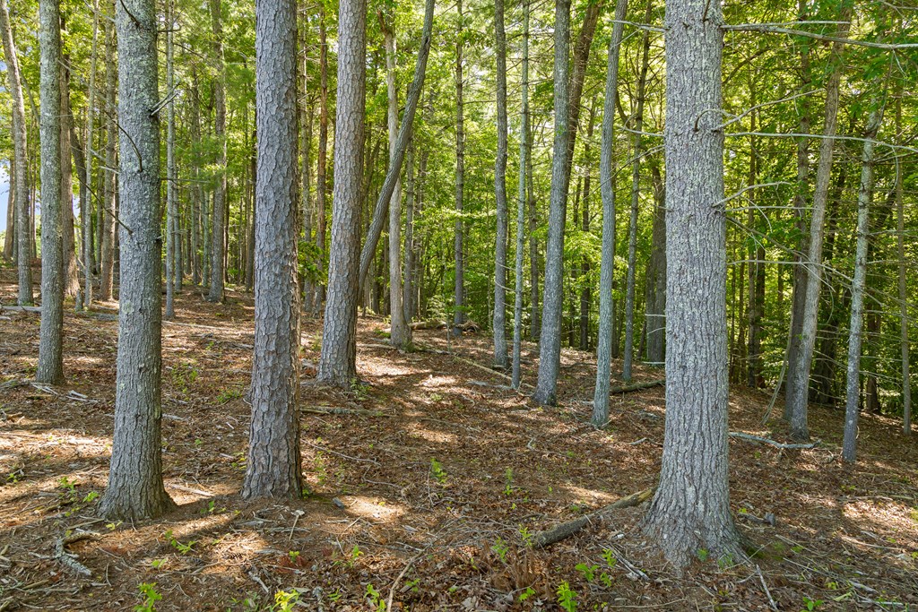 Lot 4 Ridge Drive Morganton, GA 30560 - Photo 4 of 23