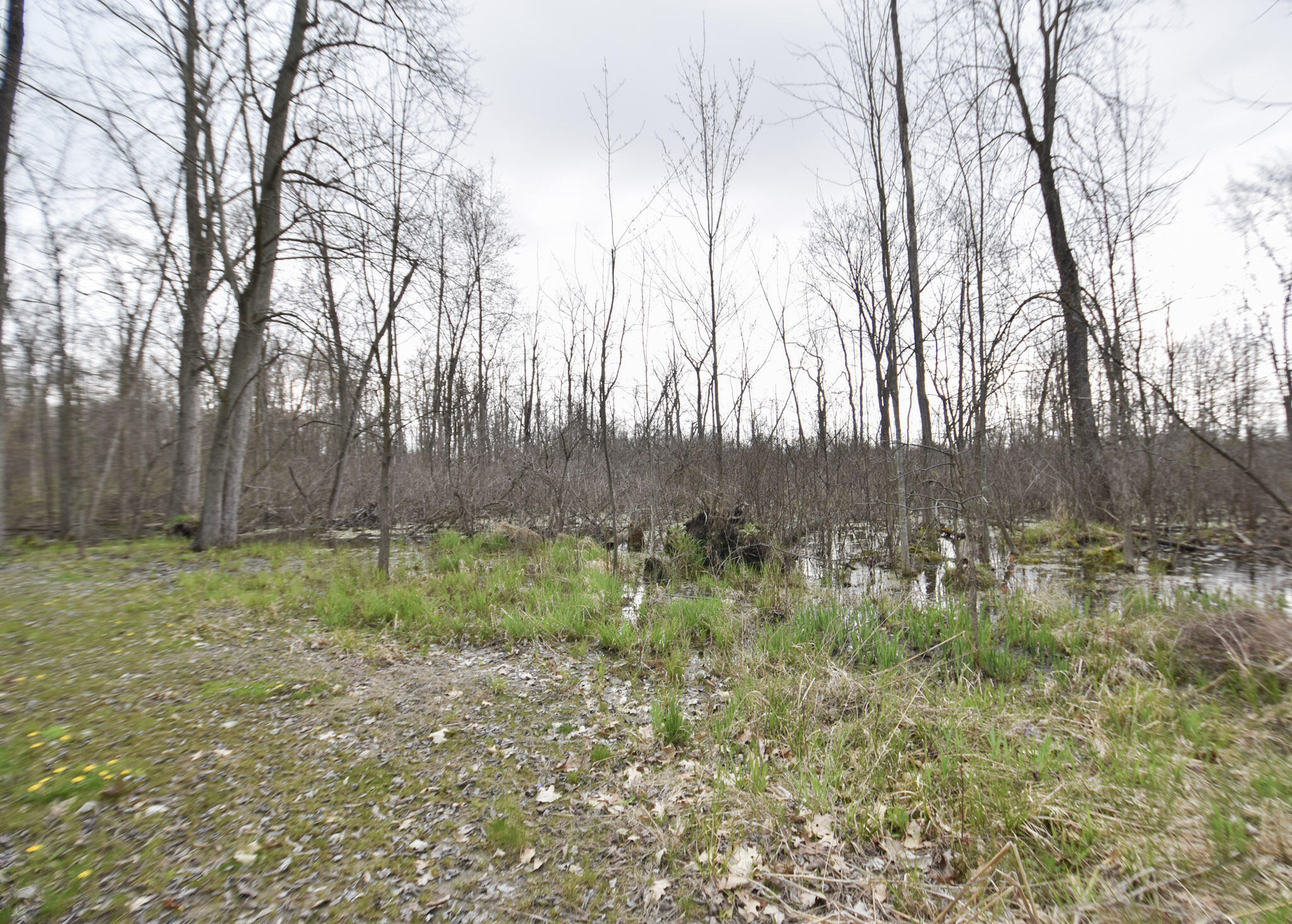 935 Phillip Road Montgomery, MI 49255 - Photo 48 of 49 DSC_0109