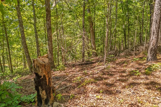 a view of a yard with trees