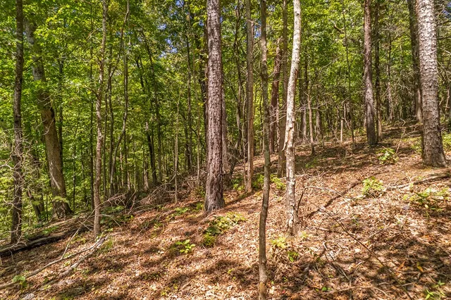 a view of outdoor space with lots of trees