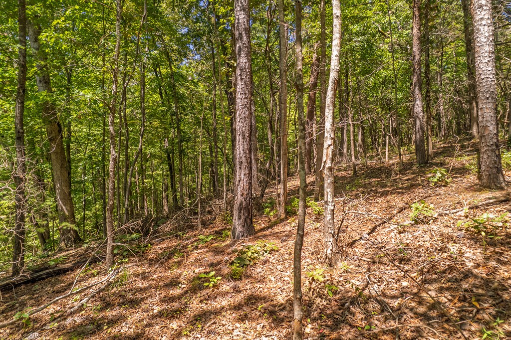 Lot 1 Harris Branch Road Ellijay, GA 30540 - Photo 13 of 16 a view of a yard with trees