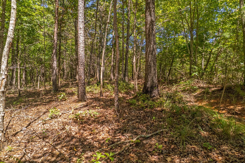 Lot 1 Harris Branch Road Ellijay, GA 30540 - Photo 14 of 16 a view of outdoor space with lots of trees