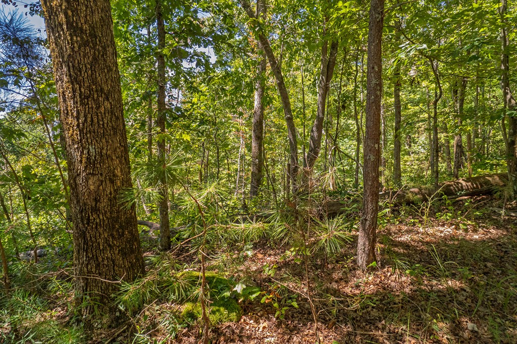 Lot 1 Harris Branch Road Ellijay, GA 30540 - Photo 16 of 16 a view of a yard with plants and tree