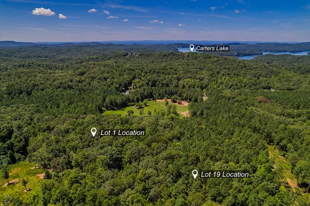 a view of a lush green forest