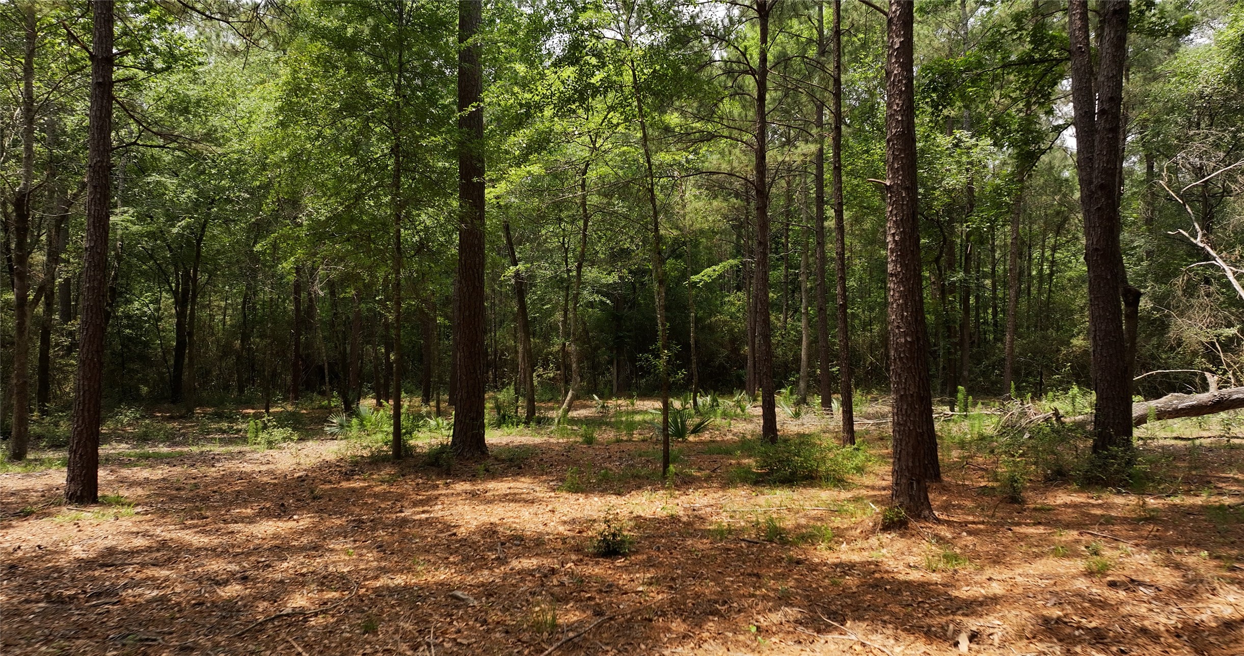 167 B Winchester Road Huntsville, TX 77340 - Photo 11 of 25 a view of outdoor space with lots of trees