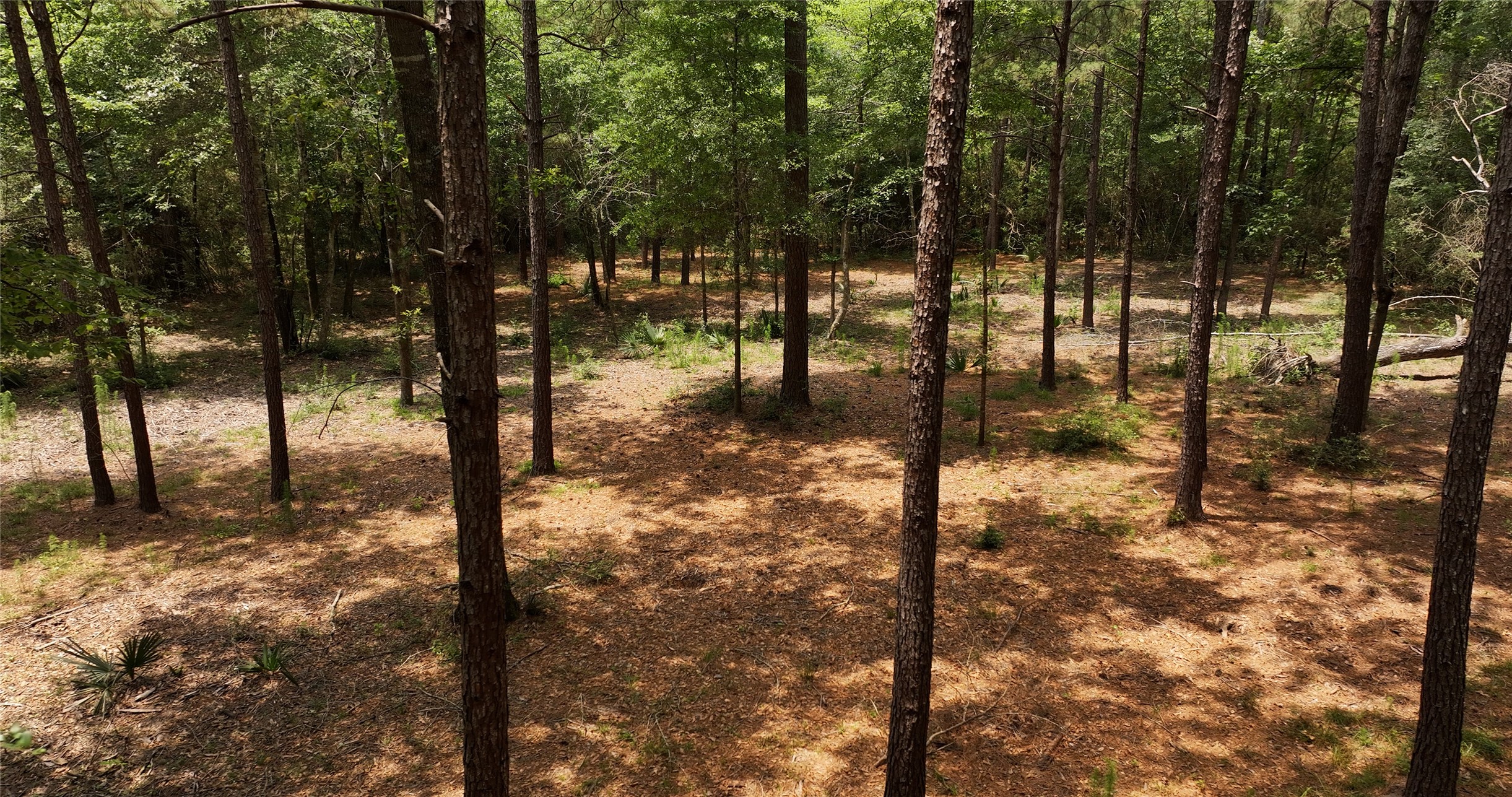 167 B Winchester Road Huntsville, TX 77340 - Photo 12 of 25 a view of a yard