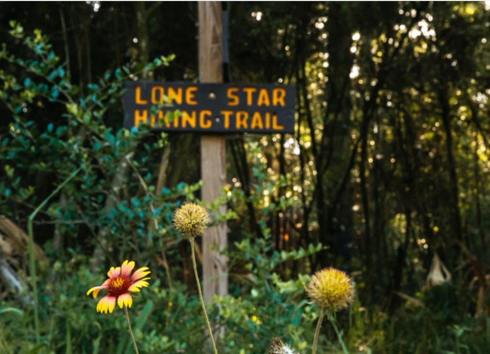 167 B Winchester Road Huntsville, TX 77340 - Photo 25 of 25 a plant that is in front of flowers