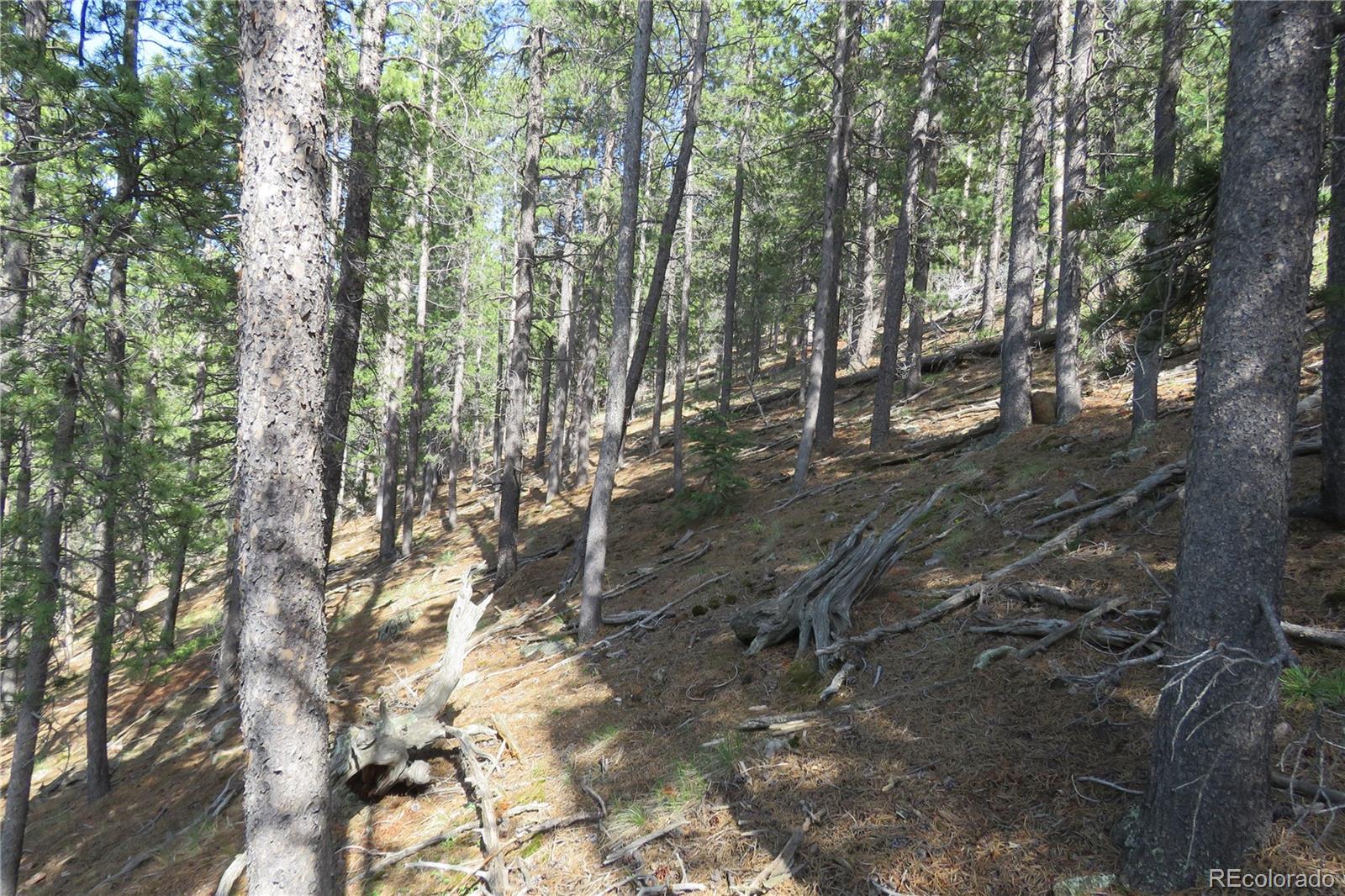 413 Wise Road Bailey, CO 80421 - Photo 7 of 19 Gallery Image 7
