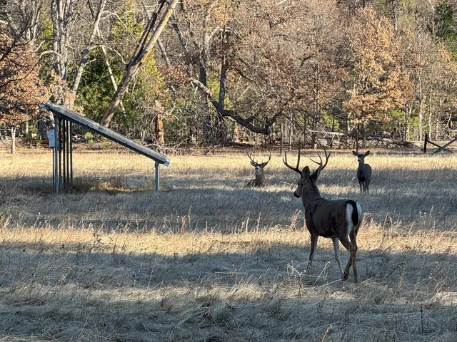 $249,000 | 40759 Old School Road, Fall River Mills, CA 96028