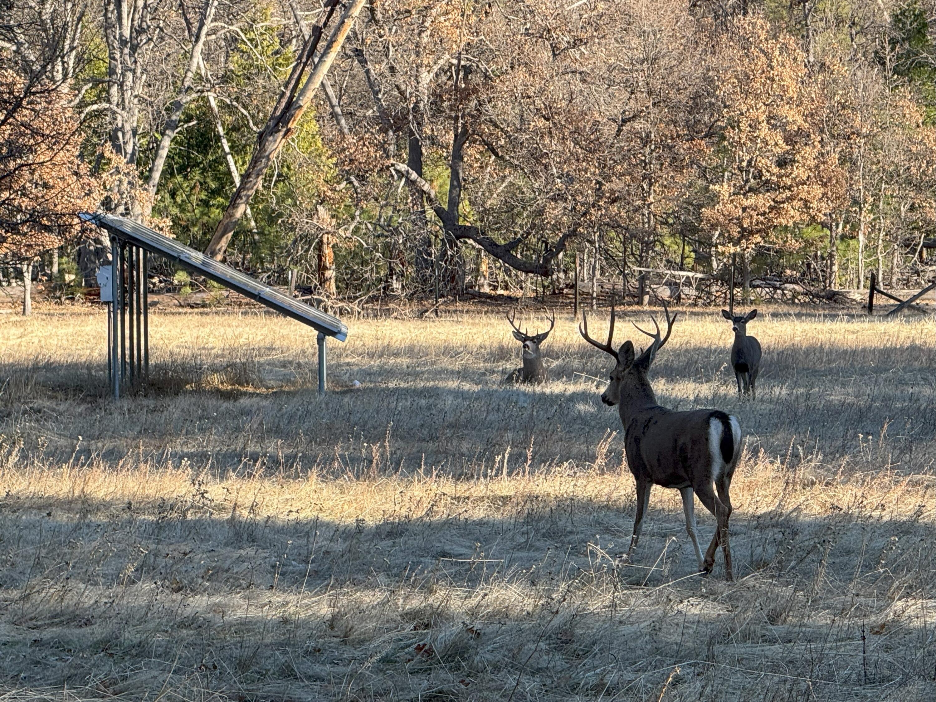 40759 Old School Road Fall River Mills, CA 96028 - Photo 45 of 54 20241205_222829561_iOS