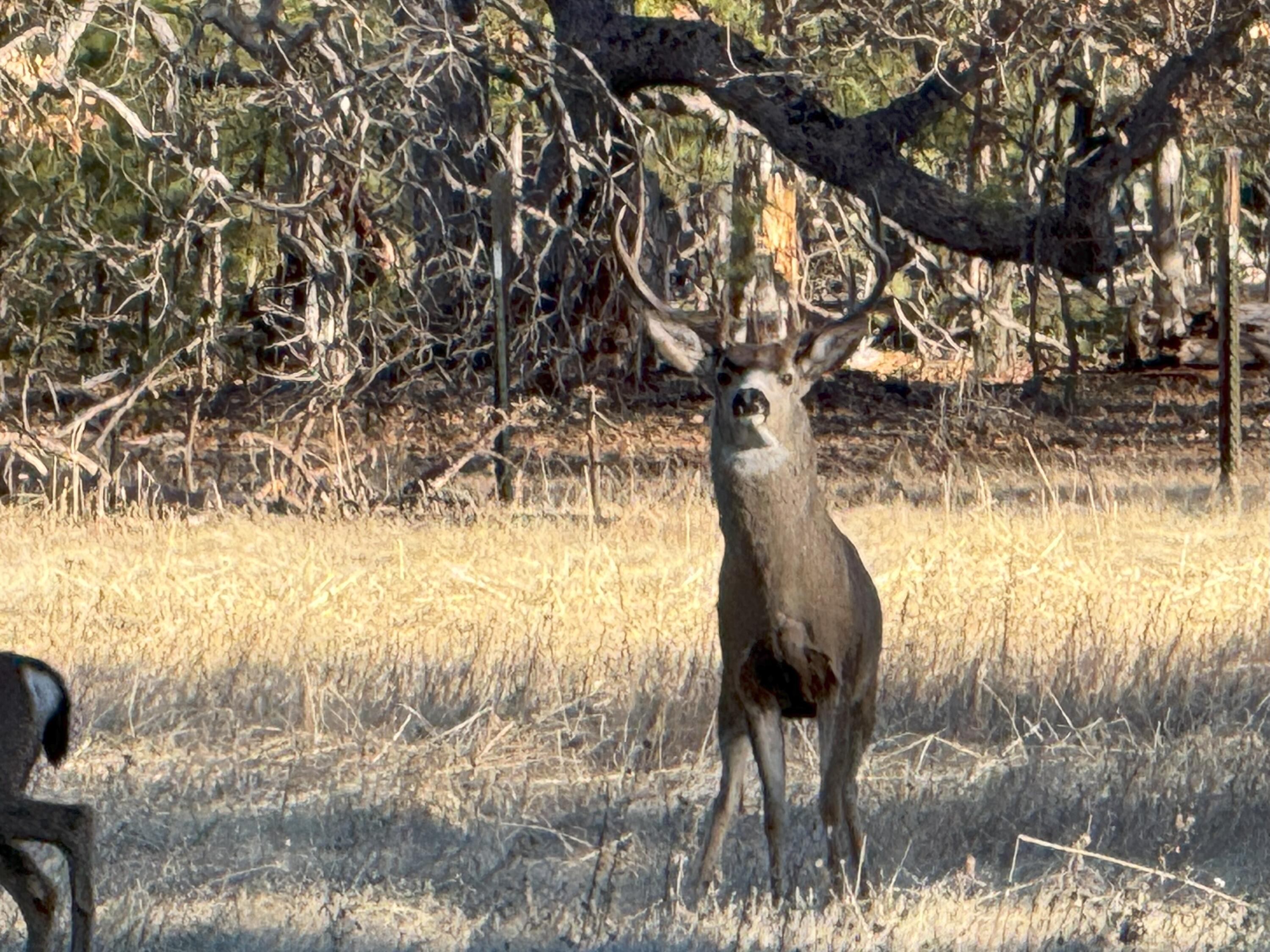 40759 Old School Road Fall River Mills, CA 96028 - Photo 46 of 54 20241205_222900502_iOS