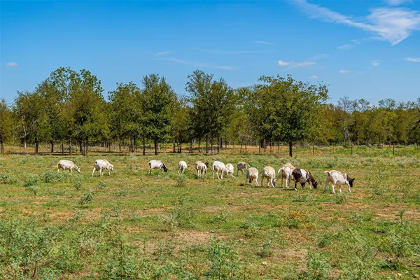 $1,150,000 | 2490 Farm To Market Road 933, Whitney, TX 76692